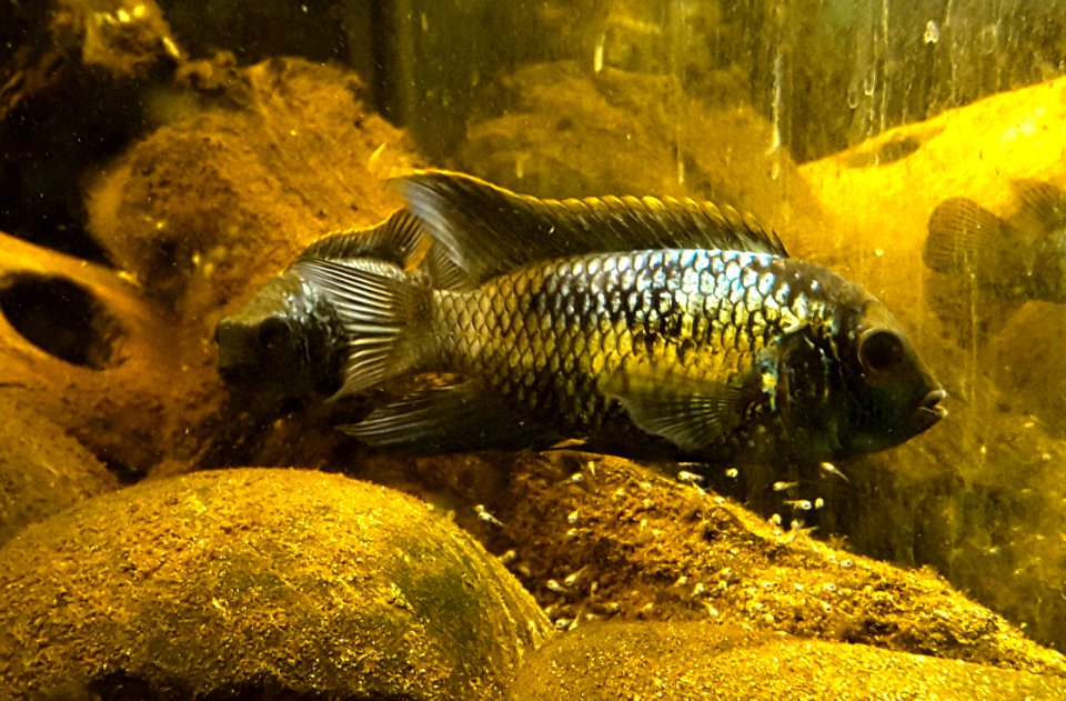 Andinoacara pulcher spec. neonblue & offspring 2