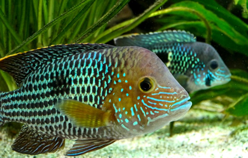Andinoacara rivulatus - Goldsaumbuntbarsch, pair
