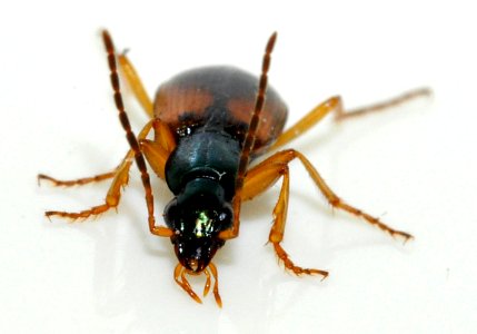 Anchomenus-dorsalis-16-fws