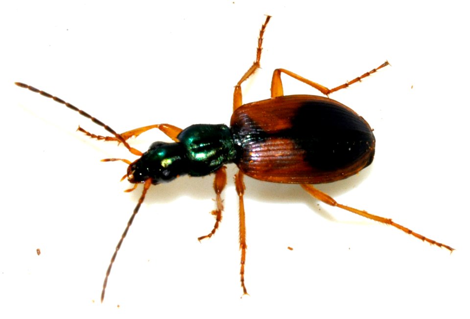 Anchomenus-dorsalis-11-fws