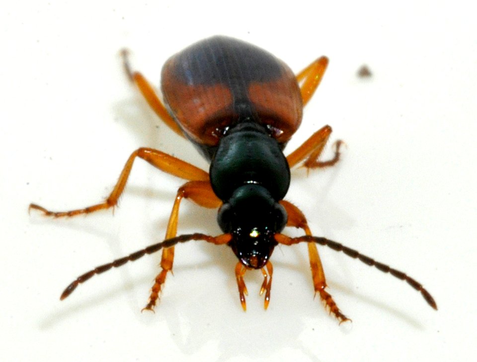 Anchomenus-dorsalis-08-fws