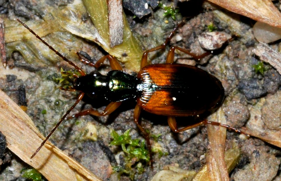 Anchomenus-dorsalis-01-fws