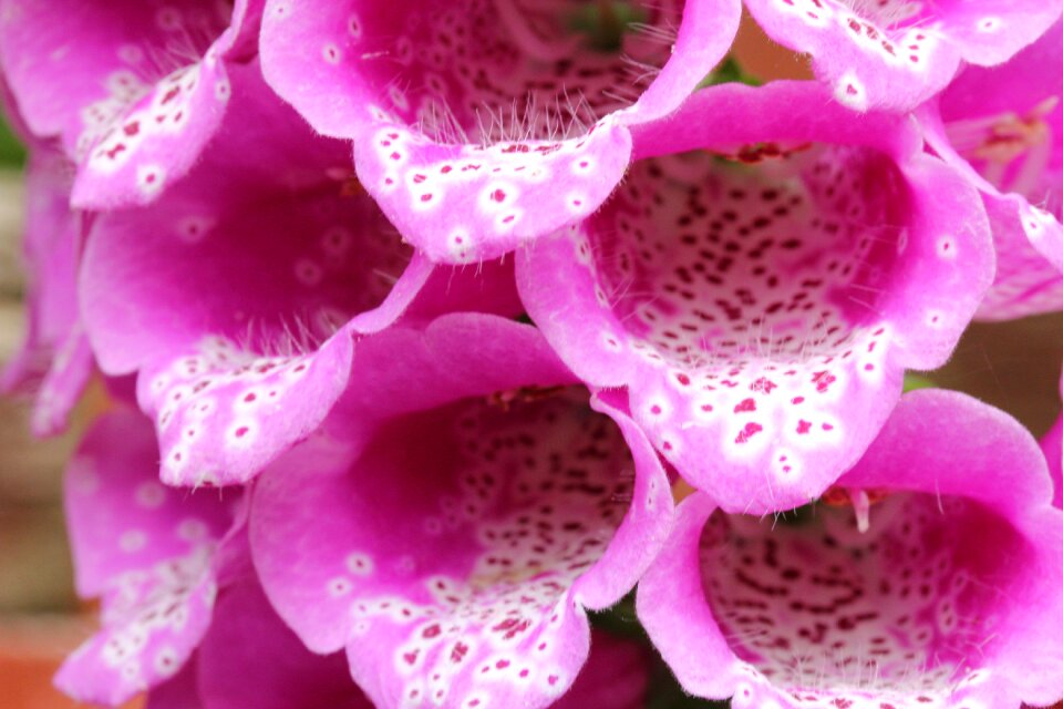 Garden nature bloom
