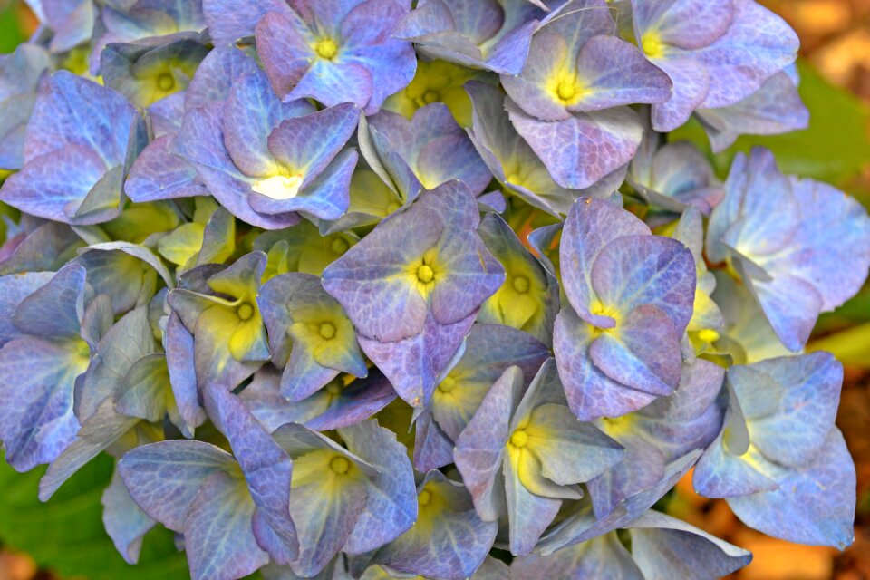 Lavender blue bush