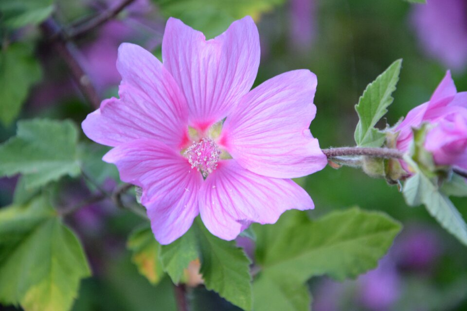 Color pink plant botany