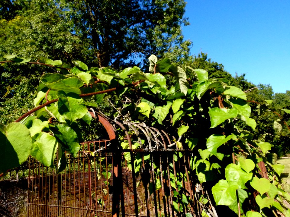 Ancien chenil et kiwi