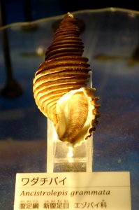 Ancistrolepis grammata - National Museum of Nature and Science, Tokyo - DSC06897
