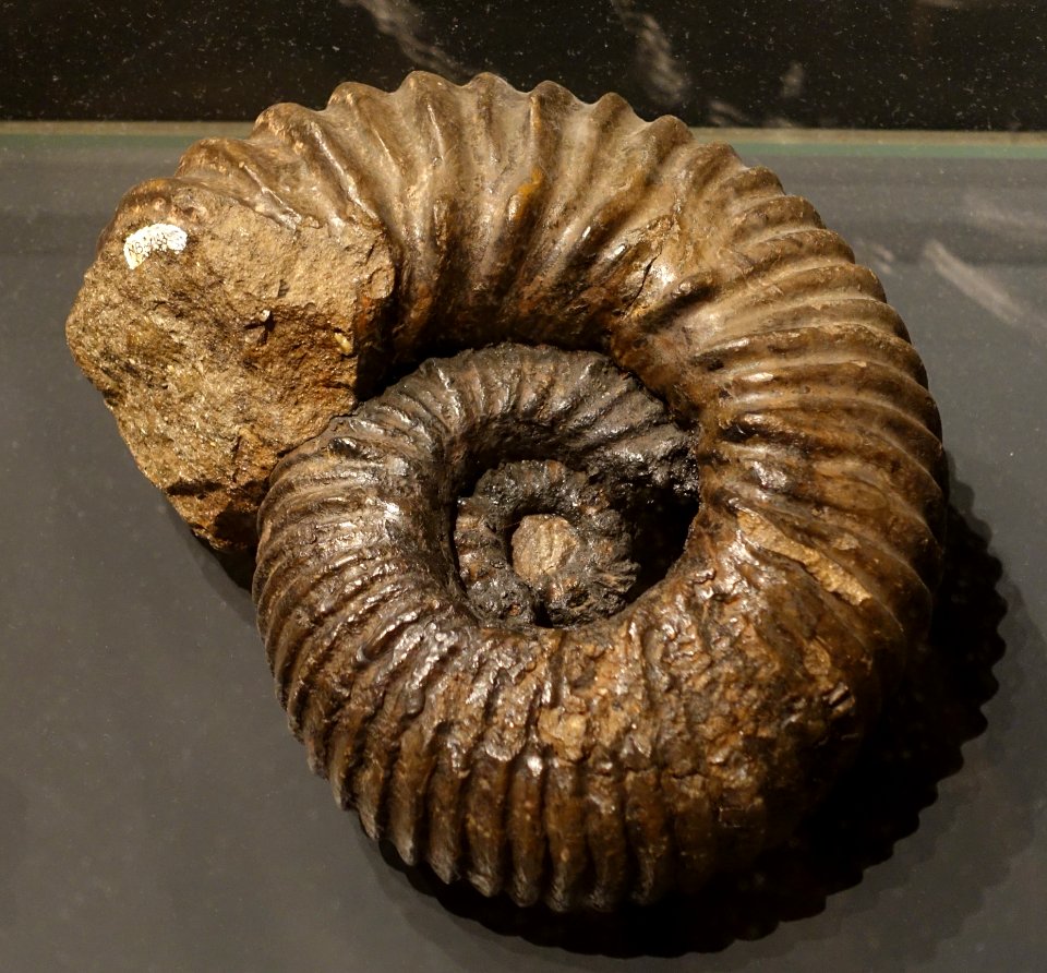 Ancyloceras matherenianum, Ammonit, Roquefort, France - Museum fur Naturkunde, Berlin - DSC00086