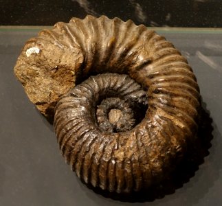 Ancyloceras matherenianum, Ammonit, Roquefort, France - Museum fur Naturkunde, Berlin - DSC00086