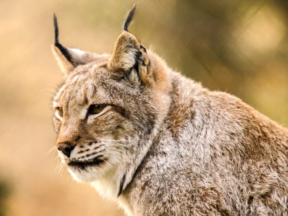 Mammal animal nature