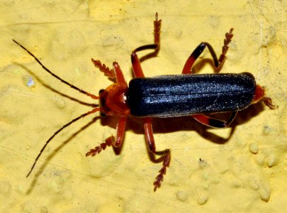 Ancistronycha-abdominalis-02-fws