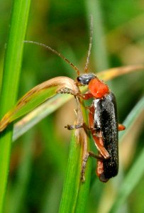Ancistronycha-cyanipennis-02-fws