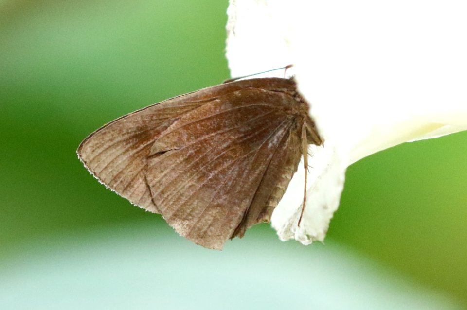 Ancistroides nigrita maura