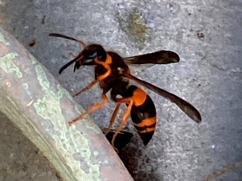 Ancistrocerus kerneri