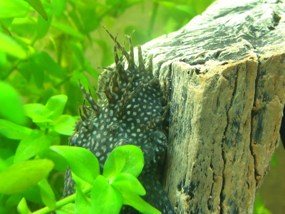 Ancistrus sp. -- NOT dolichopterus -- male