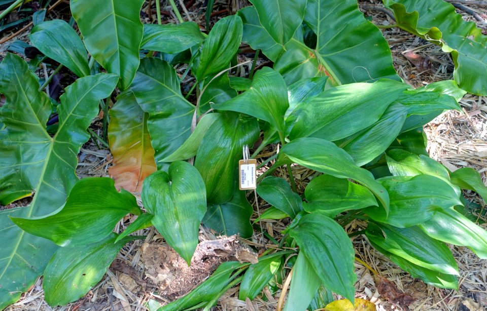 Anchomanes difformis (Anchomanes welwitschii) - Marie Selby Botanical Gardens - Sarasota, Florida - DSC01448