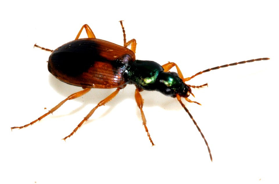 Anchomenus-dorsalis-14-fws