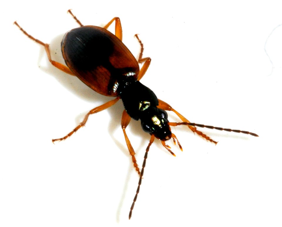 Anchomenus-dorsalis-07-fws