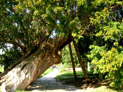 Ancient yew, St. Mary, Astbury