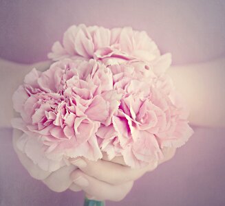 Petals carnation pink cut flowers