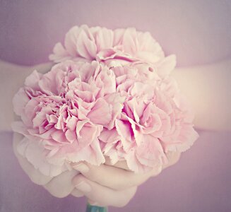 Petals carnation pink cut flowers photo