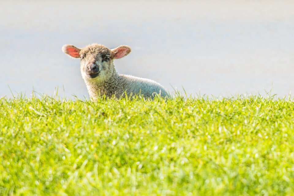 Sheep dike east frisia