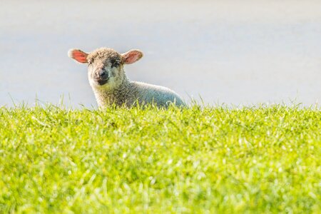 Sheep dike east frisia
