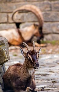 Bock horned billy goat photo