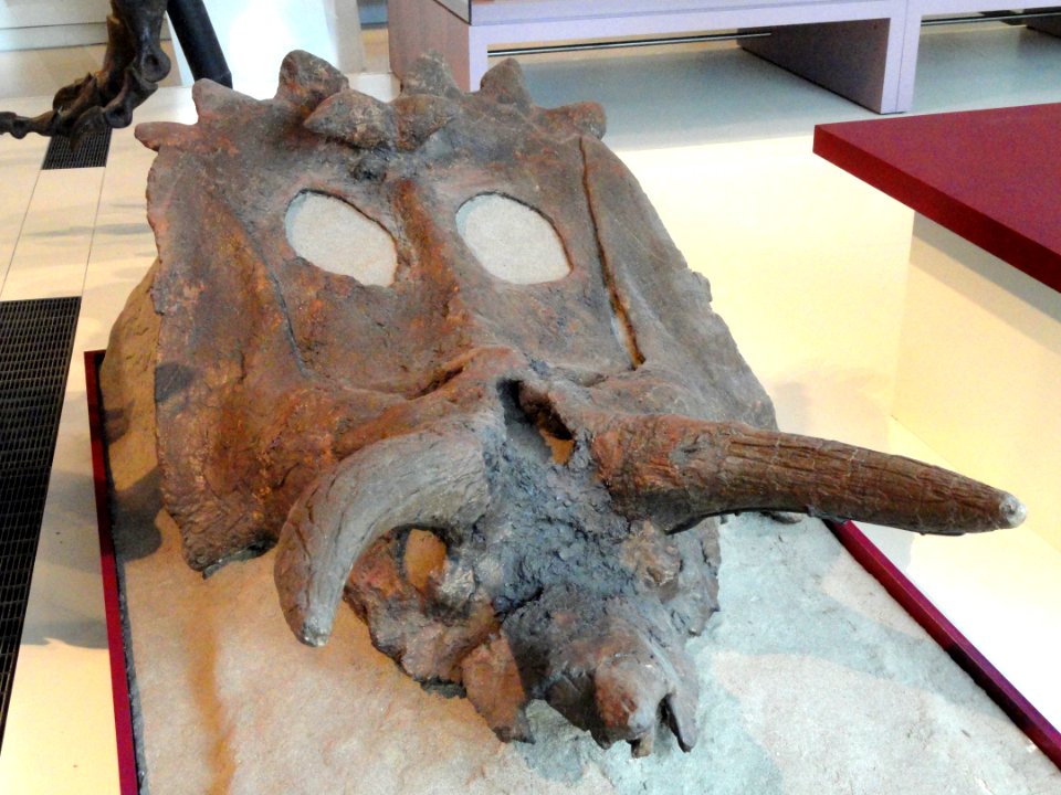 Anchiceratops ornatus, Near Drumheller, Alberta, Canada, Late Cretaceous - Royal Ontario Museum - DSC00082