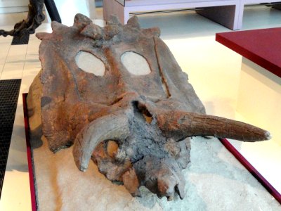 Anchiceratops ornatus, Near Drumheller, Alberta, Canada, Late Cretaceous - Royal Ontario Museum - DSC00082