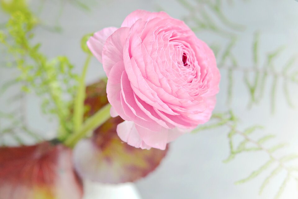 Pink flower petals spring flower