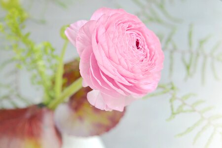 Pink flower petals spring flower