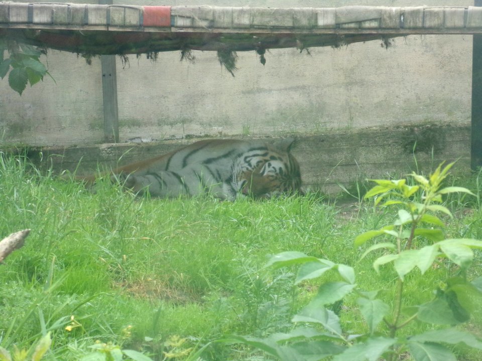 Amur tiger on Korkeasaari