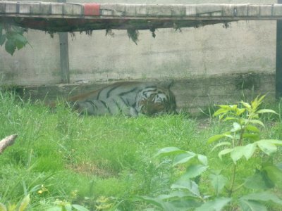 Amur tiger on Korkeasaari