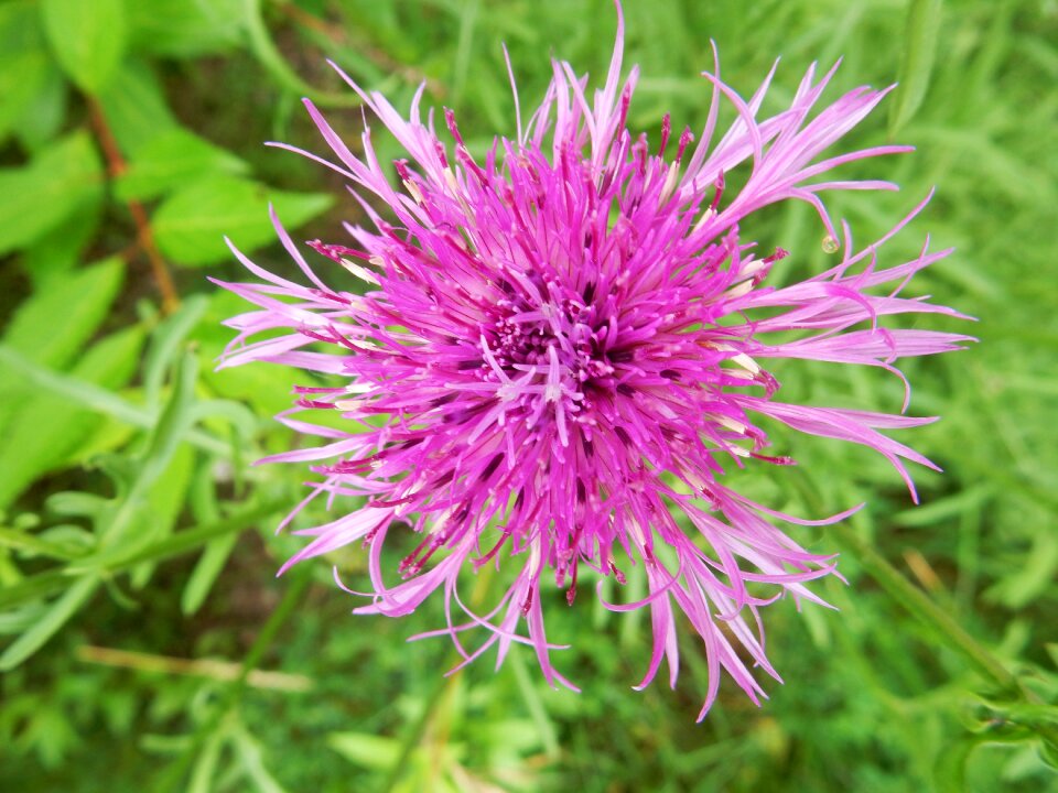 Violet purple plant