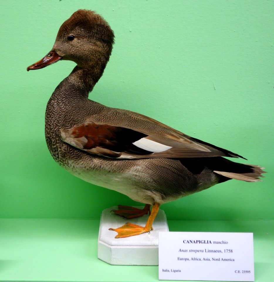 Anas strepera (male) - Museo Civico di Storia Naturale Giacomo Doria - Genoa, Italy - DSC03093