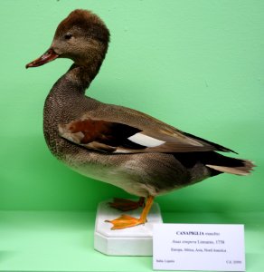 Anas strepera (male) - Museo Civico di Storia Naturale Giacomo Doria - Genoa, Italy - DSC03093
