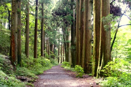 Ancient Cedar Avenue, Hakone old road - Hakone, Japan - DSC05953