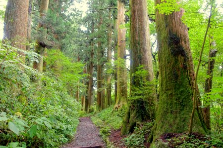 Ancient Cedar Avenue, Hakone old road - Hakone, Japan - DSC05950