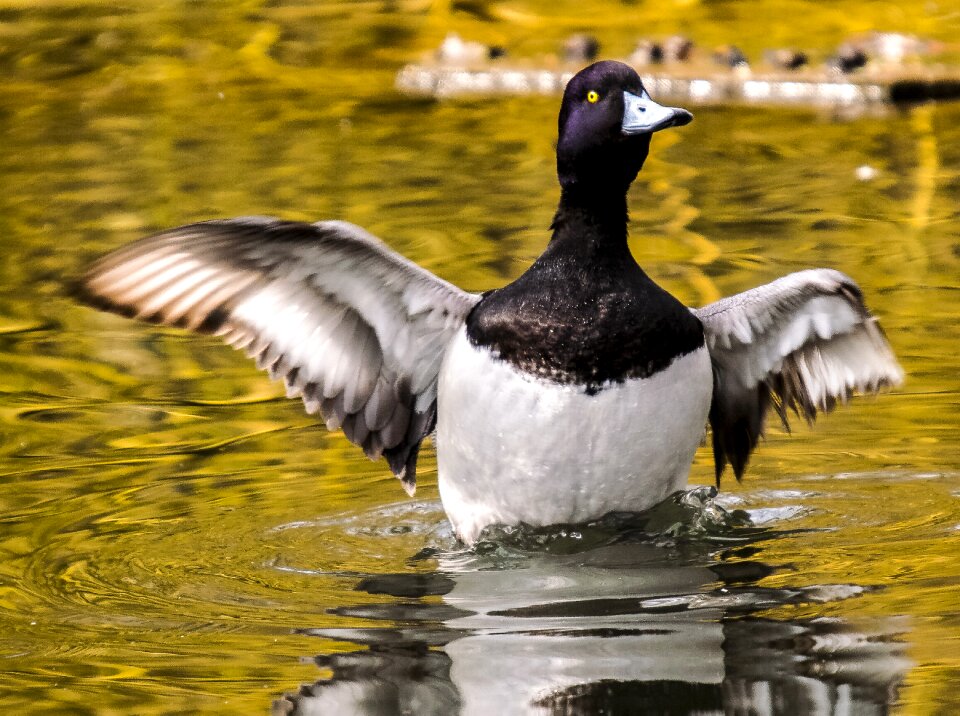 Water bird nature animal