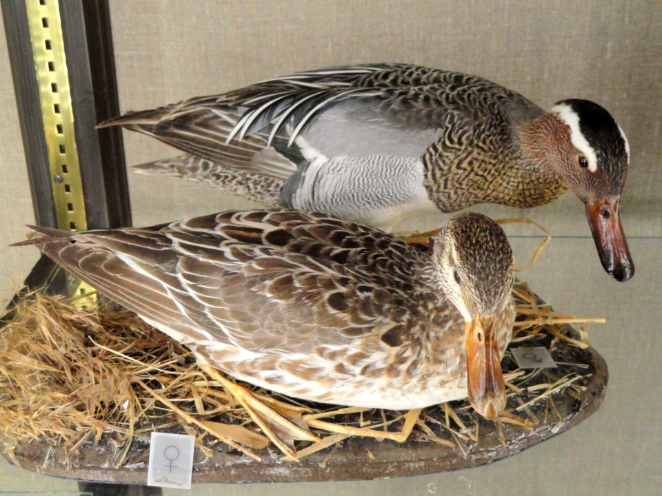 Anas querquedula - Finnish Museum of Natural History - DSC04633
