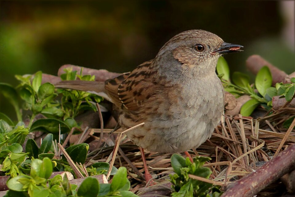 Songbird garden foraging