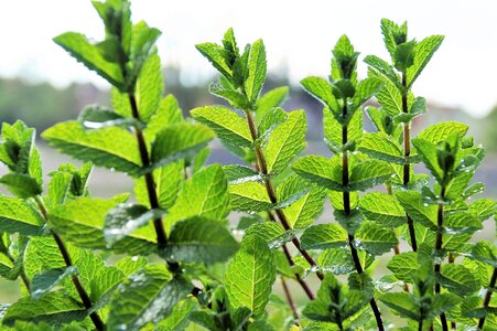 Mojito cocktail herb