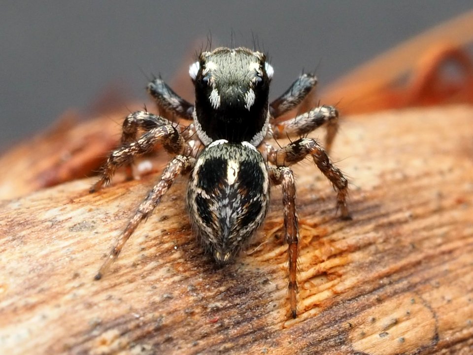 Anasaitis canosa 110567852