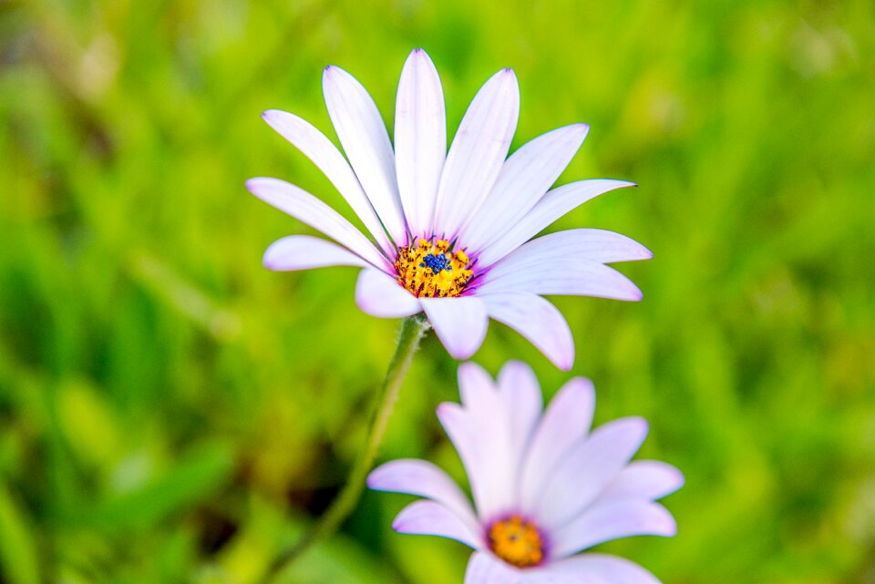 Flower blossom bloom