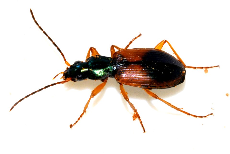 Anchomenus-dorsalis-10-fws