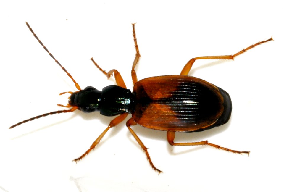 Anchomenus-dorsalis-06-fws