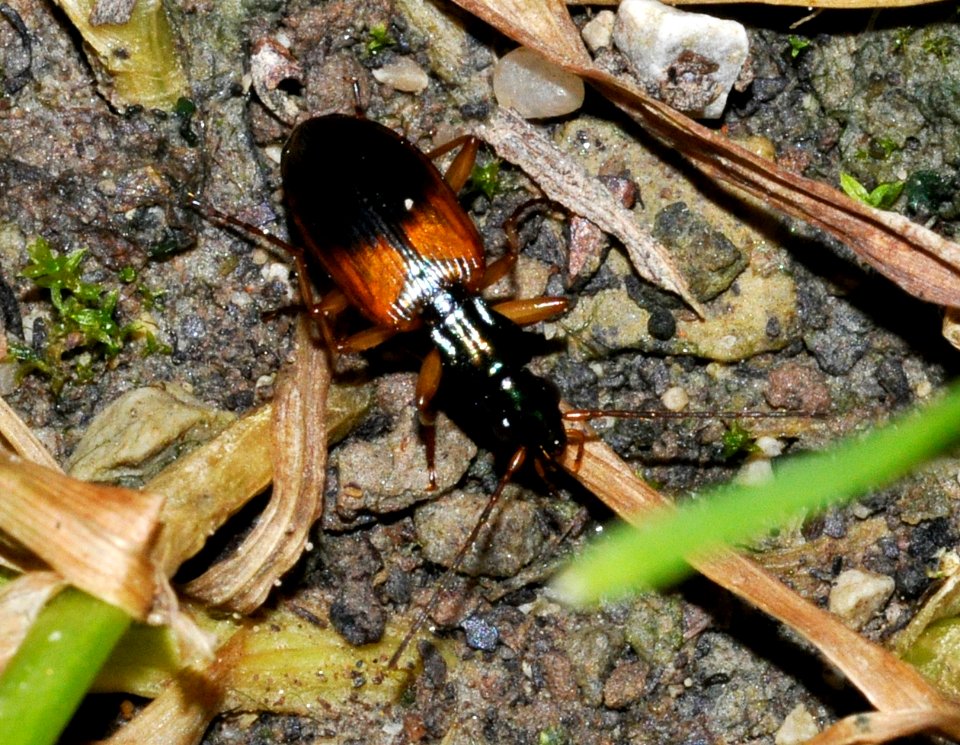 Anchomenus-dorsalis-03-fws