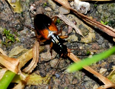 Anchomenus-dorsalis-03-fws