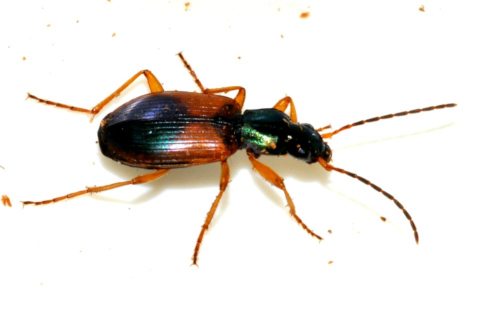 Anchomenus-dorsalis-12-fws
